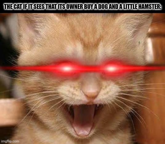 Excited Cat Meme | THE CAT IF IT SEES THAT ITS OWNER BUY A DOG AND A LITTLE HAMSTER: | image tagged in memes,kitty,furry | made w/ Imgflip meme maker