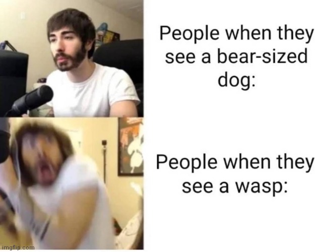 image tagged in memes,wasp,bear,dog | made w/ Imgflip meme maker