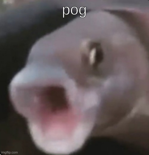 Poggers Fish | pog | image tagged in poggers fish | made w/ Imgflip meme maker