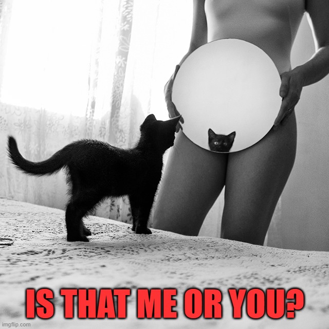 IS THAT ME OR YOU? | image tagged in cats | made w/ Imgflip meme maker