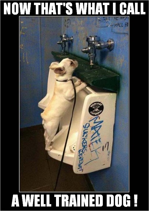 Dog Behaviour Classes Pay Off ! | NOW THAT'S WHAT I CALL; A WELL TRAINED DOG ! | image tagged in dogs,peeing,training | made w/ Imgflip meme maker