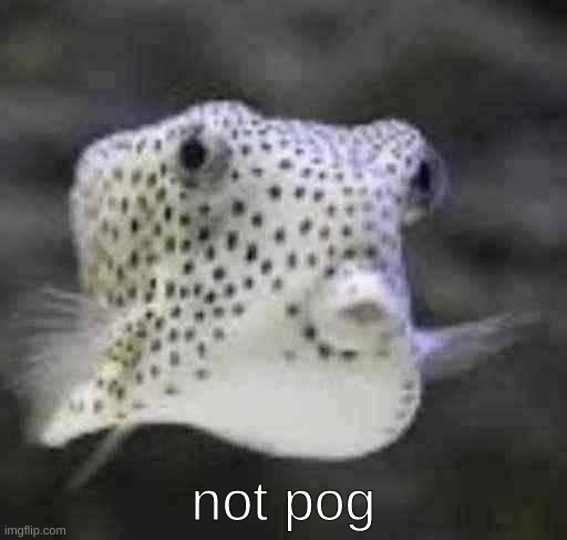 image tagged in not pog | made w/ Imgflip meme maker