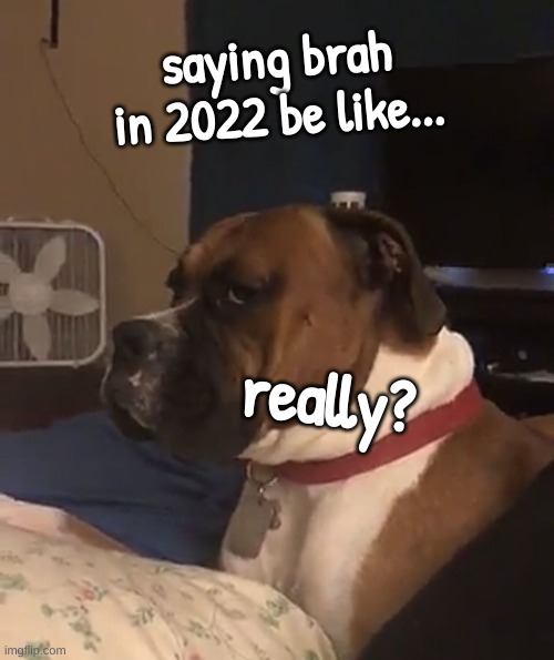 Really... |  saying brah in 2022 be like... really? | image tagged in dog really face,really,memes | made w/ Imgflip meme maker