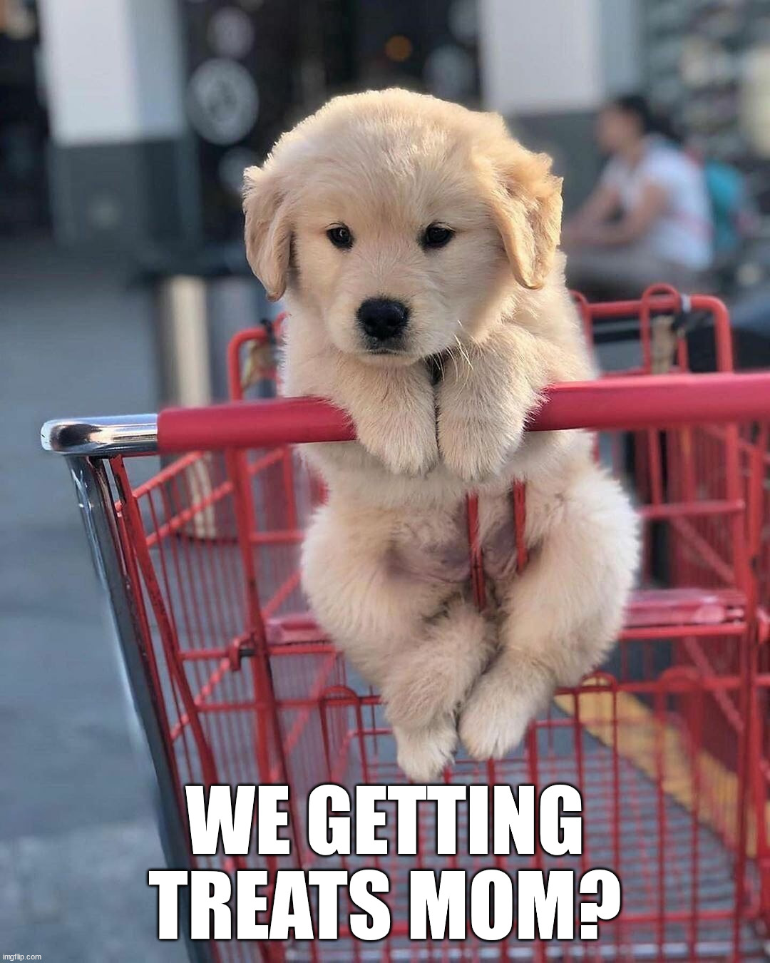 WE GETTING TREATS MOM? | image tagged in dogs | made w/ Imgflip meme maker