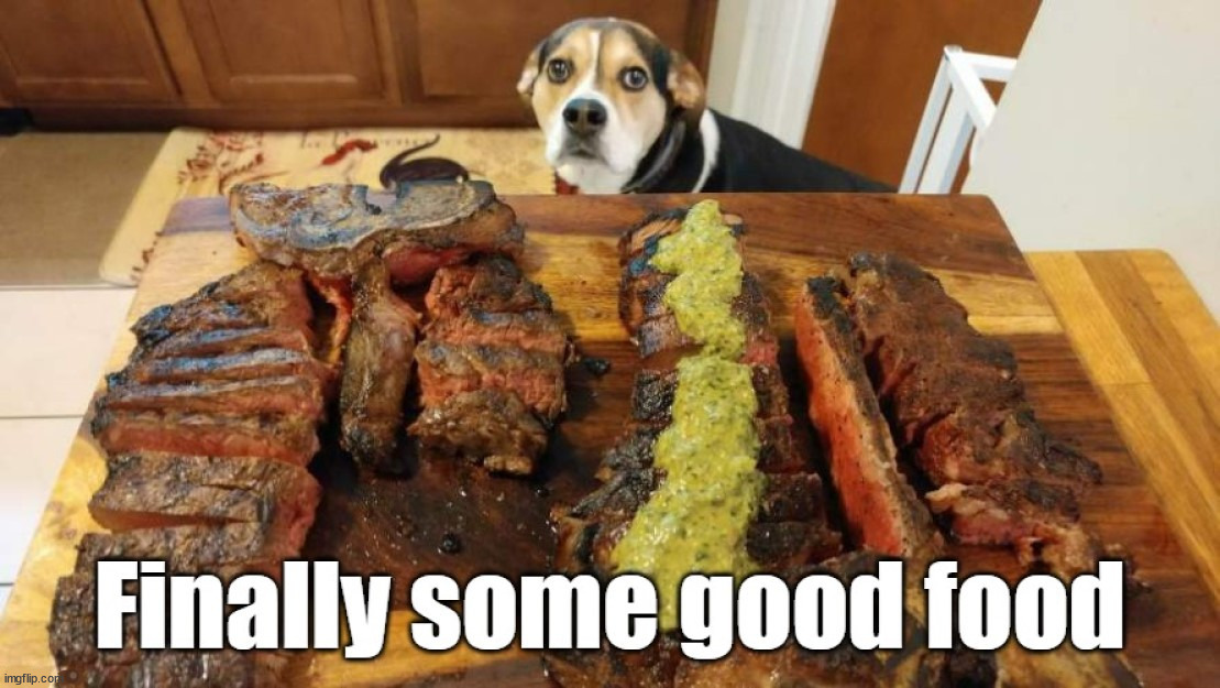 image tagged in dogs | made w/ Imgflip meme maker
