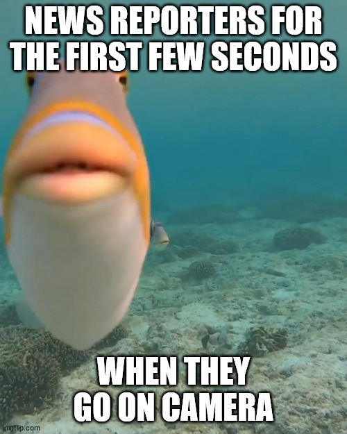 news reporters | NEWS REPORTERS FOR THE FIRST FEW SECONDS; WHEN THEY GO ON CAMERA | image tagged in staring fish | made w/ Imgflip meme maker