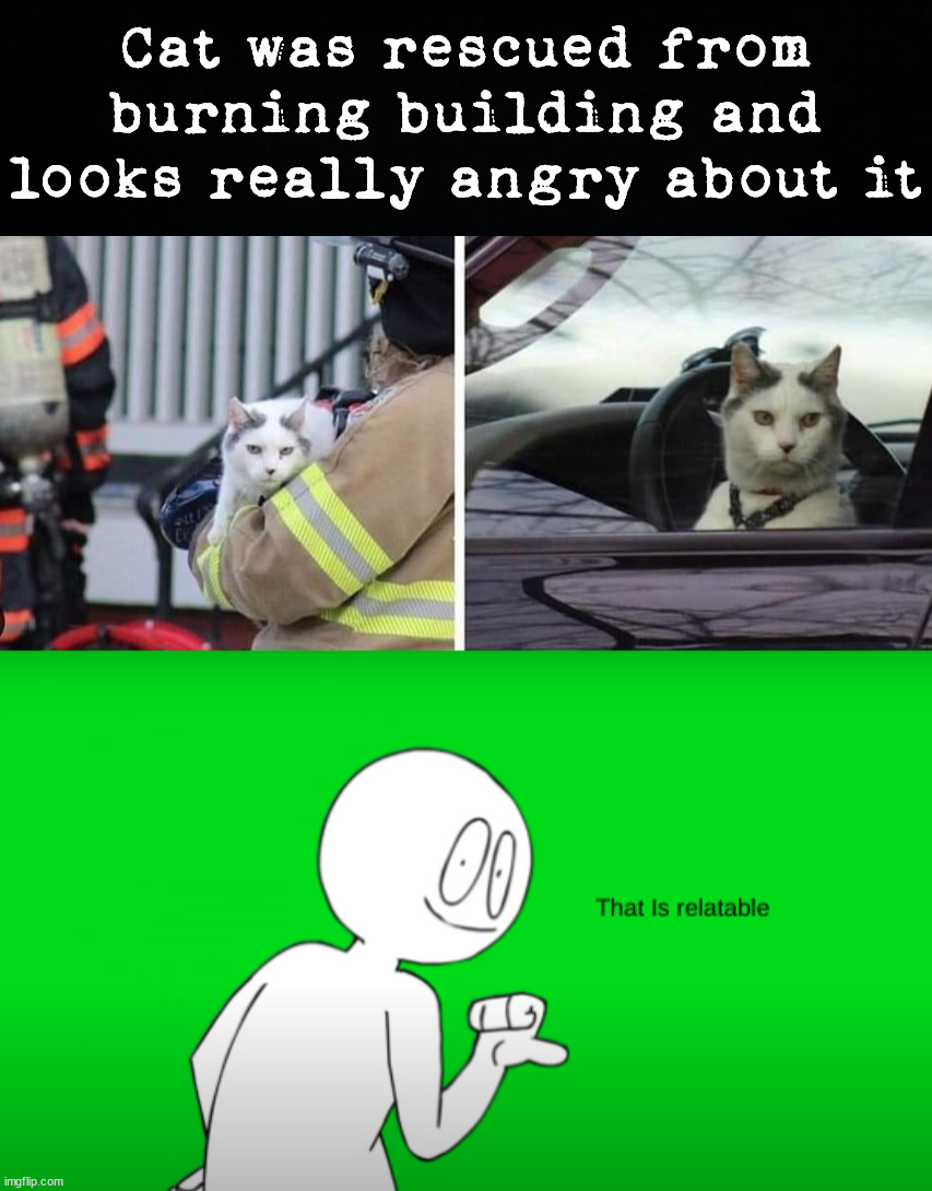Some days are worse than others | Cat was rescued from burning building and looks really angry about it | image tagged in sr pelo that is relatable,fireman,save me,relatable | made w/ Imgflip meme maker