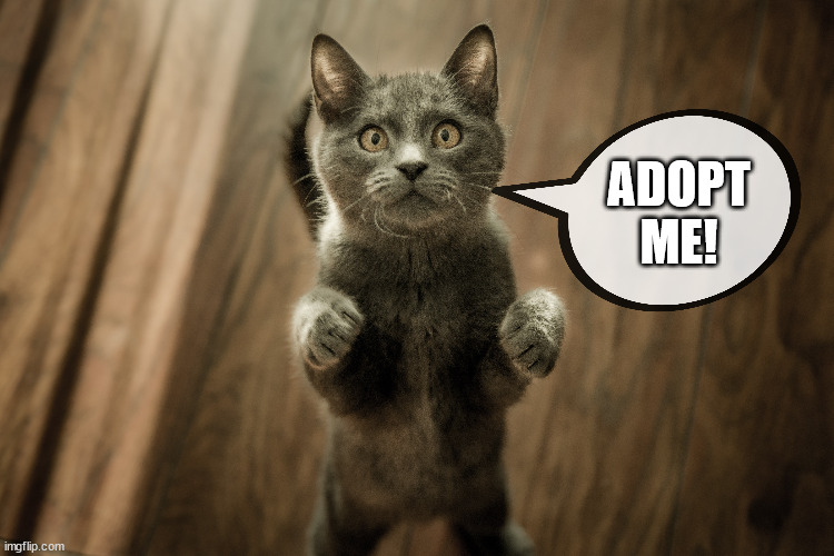 Want a cat | ADOPT ME! | image tagged in cat | made w/ Imgflip meme maker