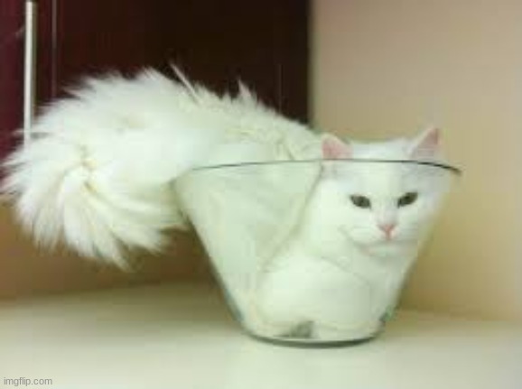If I fits I sits (Cat) | image tagged in if i fits i sits cat | made w/ Imgflip meme maker