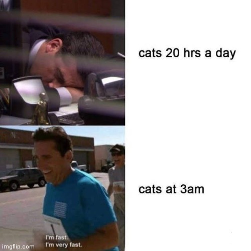image tagged in memes,cats,3am | made w/ Imgflip meme maker