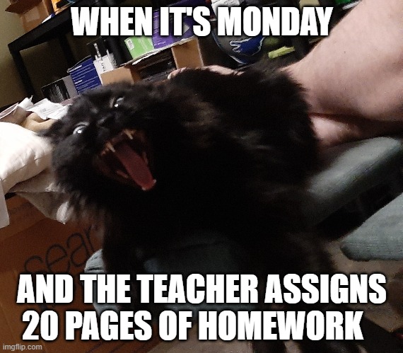 Cat | WHEN IT'S MONDAY; AND THE TEACHER ASSIGNS 20 PAGES OF HOMEWORK | image tagged in school,monday | made w/ Imgflip meme maker