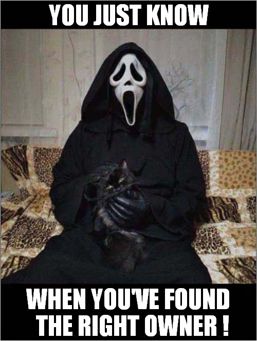 Screaming Cat ! | YOU JUST KNOW; WHEN YOU'VE FOUND
  THE RIGHT OWNER ! | image tagged in cats,scream,owner | made w/ Imgflip meme maker
