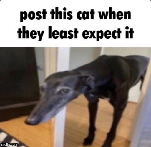 hehehe | image tagged in c a t,post when they least expect it,lol | made w/ Imgflip meme maker