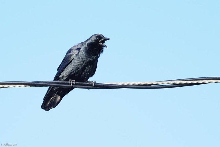 crow on a wire | image tagged in crow on a wire | made w/ Imgflip meme maker