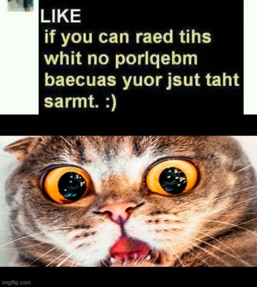 Smort | image tagged in fun,funny,cat,smort,wholesome | made w/ Imgflip meme maker