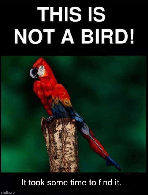 It is not what you think it is | image tagged in memes,funny,fun,bird,parrot | made w/ Imgflip meme maker