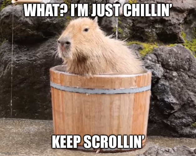 WHAT? I’M JUST CHILLIN’; KEEP SCROLLIN’ | image tagged in capybara taking a bath,memes | made w/ Imgflip meme maker