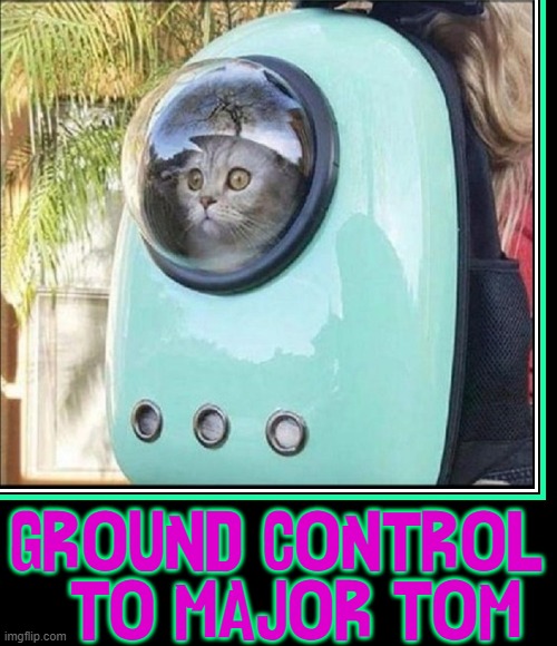 One Small Paw for Cats, One Giant Leap for Felines | GROUND CONTROL   TO MAJOR TOM | image tagged in vince vance,cats,major tom,david bowie,funny cat memes,space force | made w/ Imgflip meme maker
