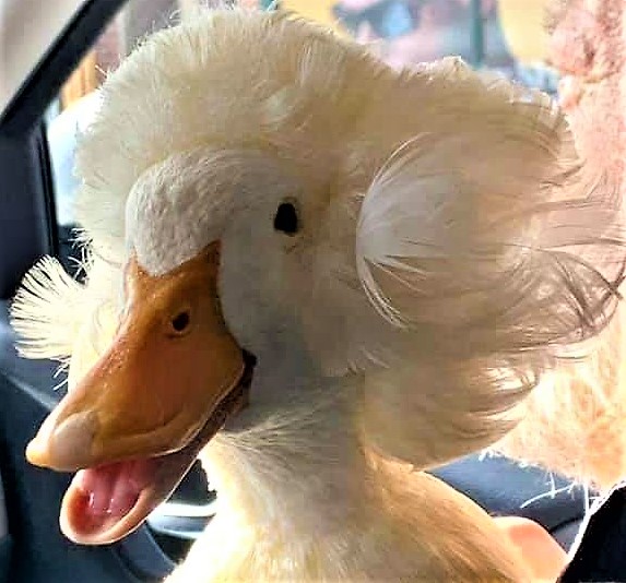 Duck got ruffled feathers Blank Meme Template