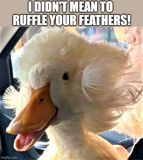 duck got ruffled feathers | I DIDN'T MEAN TO 
RUFFLE YOUR FEATHERS! | image tagged in funny animal meme,funny duck,mad,mean,pissed off,upset | made w/ Imgflip meme maker