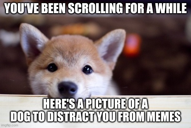 cute dog |  YOU'VE BEEN SCROLLING FOR A WHILE; HERE'S A PICTURE OF A DOG TO DISTRACT YOU FROM MEMES | image tagged in cute dog,fun,dog,funny | made w/ Imgflip meme maker