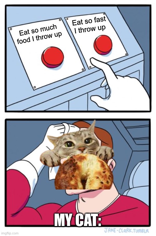 Two Buttons | Eat so fast I throw up; Eat so much food I throw up; MY CAT: | image tagged in memes,two buttons,cats,cat | made w/ Imgflip meme maker