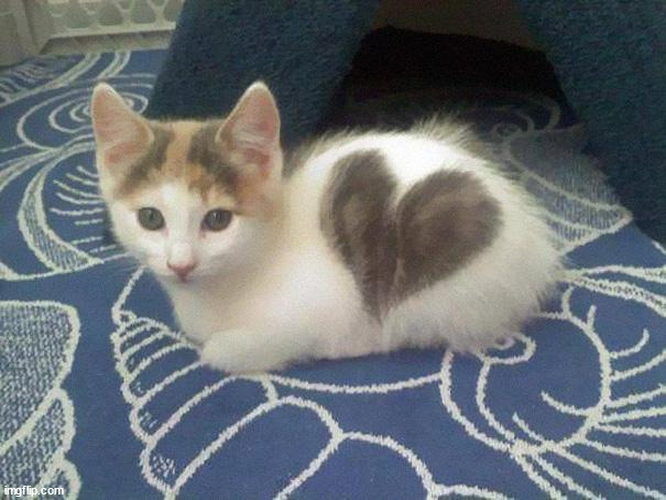 cute cat heart | image tagged in cute cat heart | made w/ Imgflip meme maker