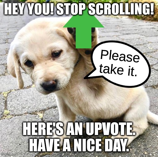 If you want to scroll, scroll by looking at cute puppy images! | HEY YOU! STOP SCROLLING! Please take it. HERE'S AN UPVOTE. HAVE A NICE DAY. | image tagged in puppy,upvote,have a nice day | made w/ Imgflip meme maker