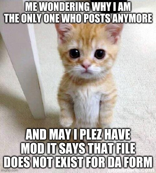 Cute Cat |  ME WONDERING WHY I AM THE ONLY ONE WHO POSTS ANYMORE; AND MAY I PLEZ HAVE MOD IT SAYS THAT FILE DOES NOT EXIST FOR DA FORM | image tagged in memes,cute cat | made w/ Imgflip meme maker