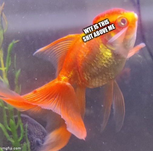 Wtf is this shit above me | image tagged in wtf is this shit above me | made w/ Imgflip meme maker