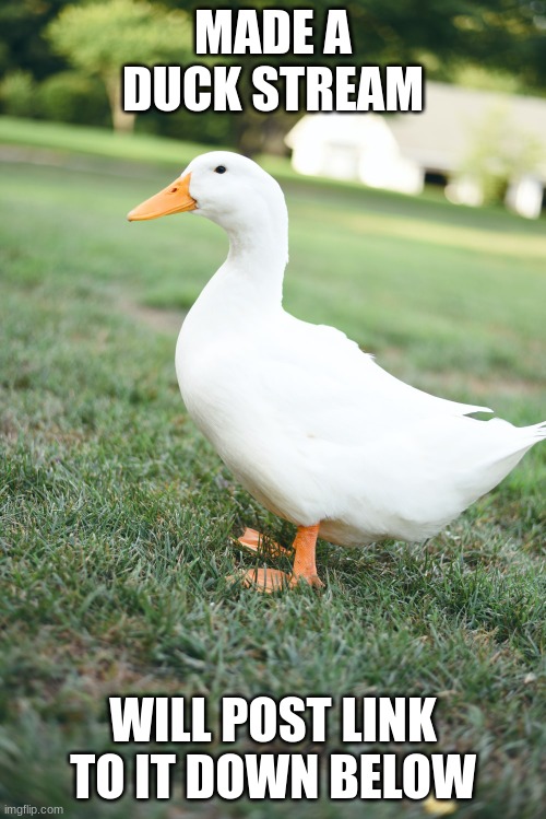 i kept making ducks today in school so i decided to make it | MADE A DUCK STREAM; WILL POST LINK TO IT DOWN BELOW | image tagged in duck | made w/ Imgflip meme maker