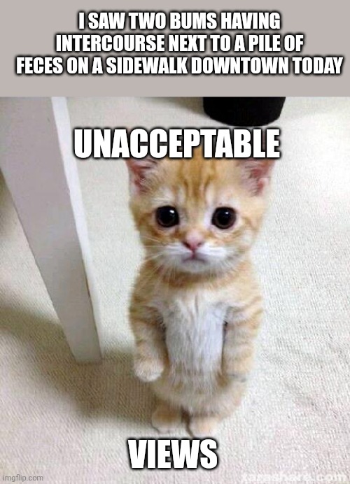 Unacceptable Views | I SAW TWO BUMS HAVING INTERCOURSE NEXT TO A PILE OF FECES ON A SIDEWALK DOWNTOWN TODAY; UNACCEPTABLE; VIEWS | image tagged in memes,cute cat,lol | made w/ Imgflip meme maker