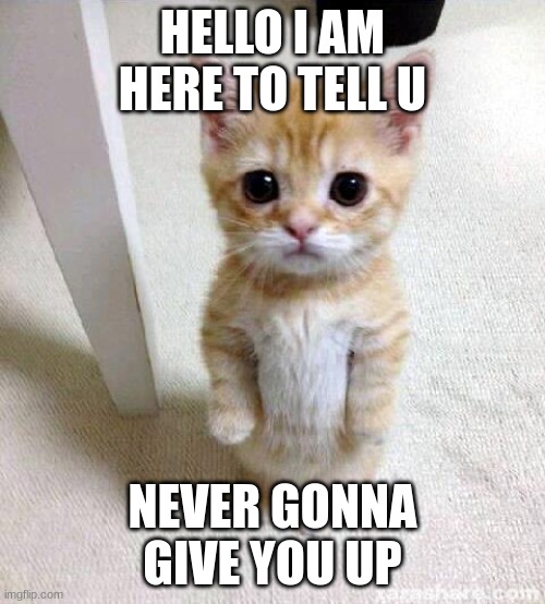 funni titl | HELLO I AM HERE TO TELL U; NEVER GONNA GIVE YOU UP | image tagged in memes,cute cat | made w/ Imgflip meme maker
