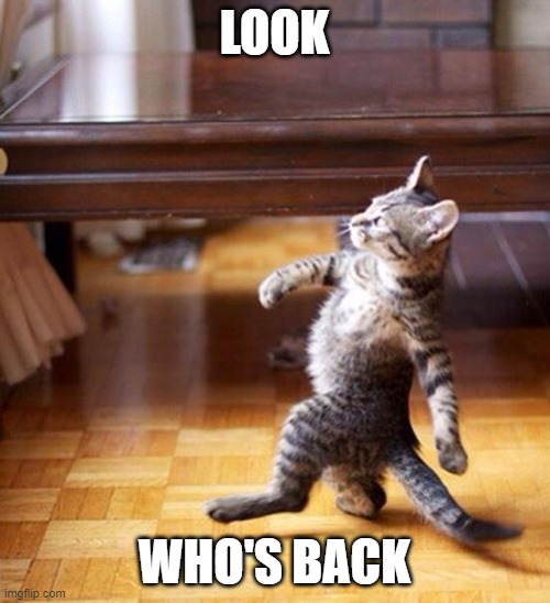 Swag cat | LOOK WHO'S BACK | image tagged in swag cat | made w/ Imgflip meme maker