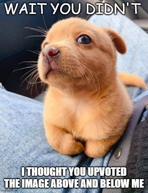 . | WAIT YOU DIDN'T; I THOUGHT YOU UPVOTED THE IMAGE ABOVE AND BELOW ME | image tagged in memes,funny,msmg | made w/ Imgflip meme maker