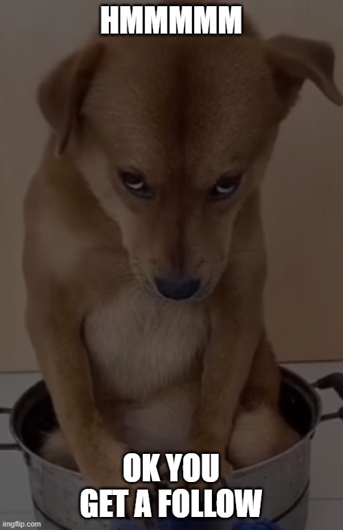 MAD DOGGO | HMMMMM OK YOU GET A FOLLOW | image tagged in mad doggo | made w/ Imgflip meme maker