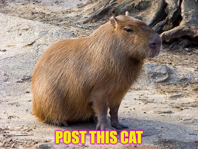 Post this cat | POST THIS CAT | image tagged in post,this,cat,cute cat | made w/ Imgflip meme maker