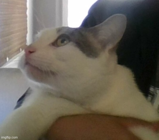 W-What is happening | image tagged in w-what is happening | made w/ Imgflip meme maker