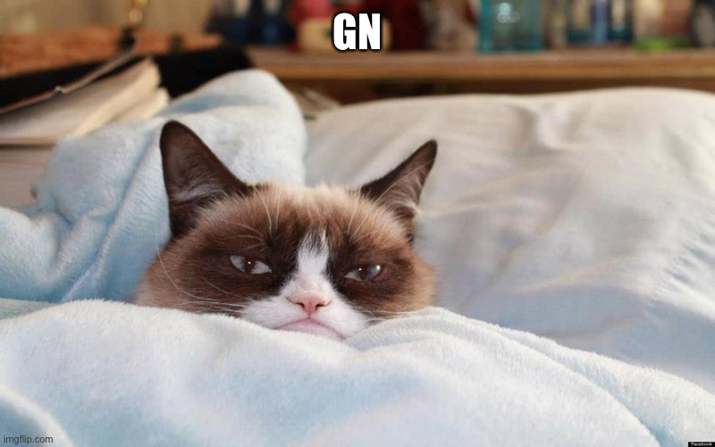 grumpy cat bed | GN | image tagged in grumpy cat bed | made w/ Imgflip meme maker