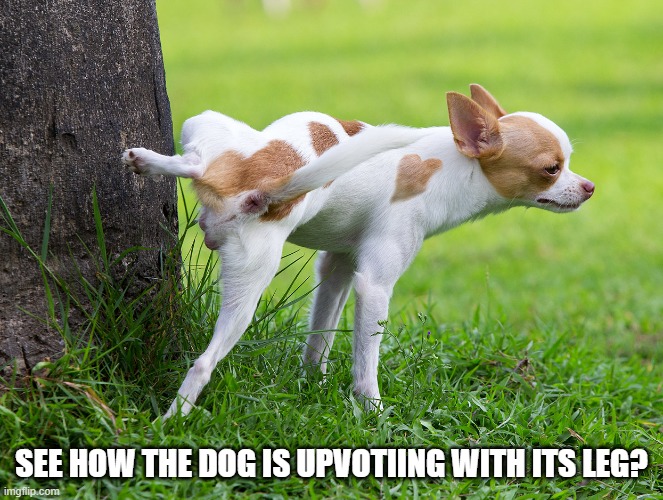 Dog peeing on tree | SEE HOW THE DOG IS UPVOTIING WITH ITS LEG? | image tagged in dog peeing on tree | made w/ Imgflip meme maker