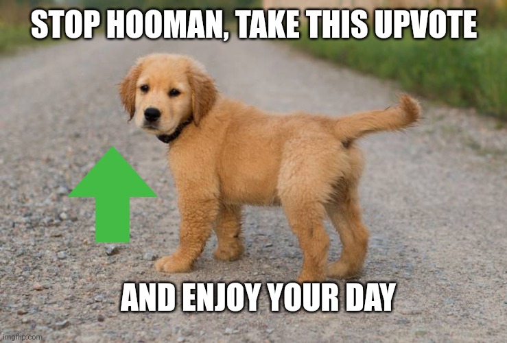 Cute Dog | STOP HOOMAN, TAKE THIS UPVOTE; AND ENJOY YOUR DAY | image tagged in cute dog | made w/ Imgflip meme maker