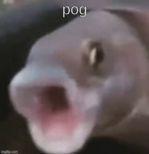 Poggers fish | image tagged in poggers fish | made w/ Imgflip meme maker