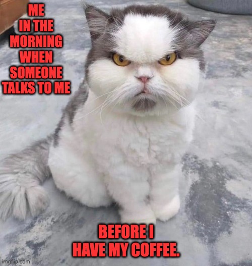  Angry Cat Meme Co I Need Right Meow-Funny Coffee Angry