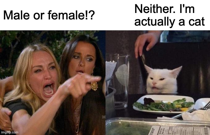 The Gender Dysphoria Argument | Male or female!? Neither. I'm actually a cat | image tagged in memes,woman yelling at cat | made w/ Imgflip meme maker