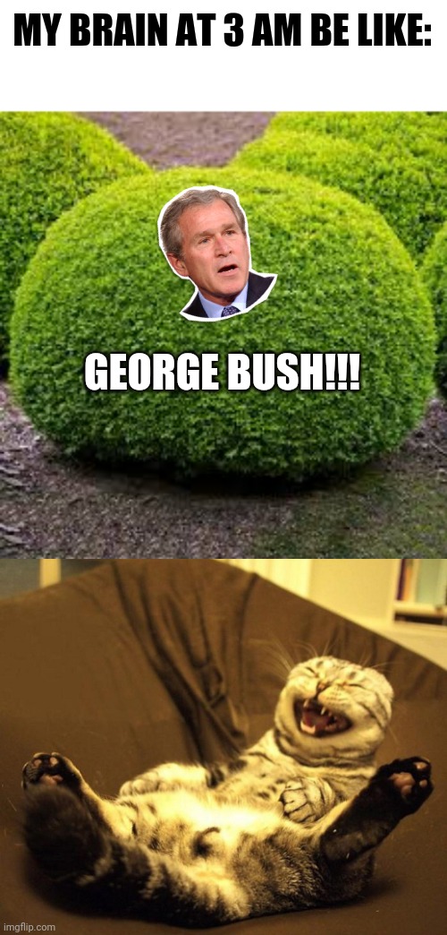 My brain at 3 am |  MY BRAIN AT 3 AM BE LIKE:; GEORGE BUSH!!! | image tagged in laughing cat,memes,funny,george bush,bush,bad pun | made w/ Imgflip meme maker