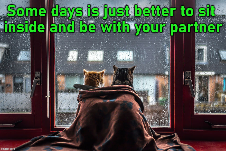 Some days is just better to sit 
inside and be with your partner | image tagged in cats | made w/ Imgflip meme maker