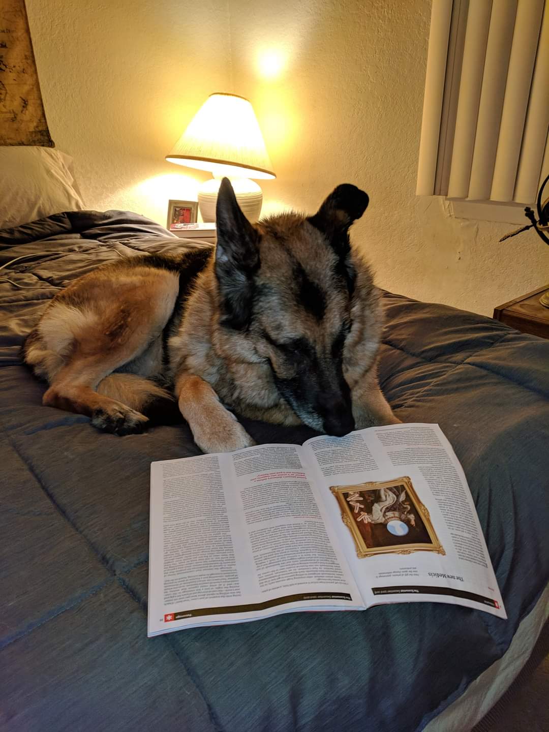 High Quality Dog Reading Magazine Blank Meme Template