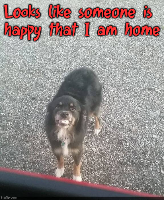 Happy? | Looks like someone is 
happy that I am home | image tagged in dogs | made w/ Imgflip meme maker