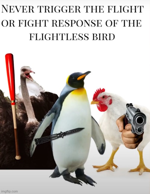 Birds be like: | image tagged in birds | made w/ Imgflip meme maker