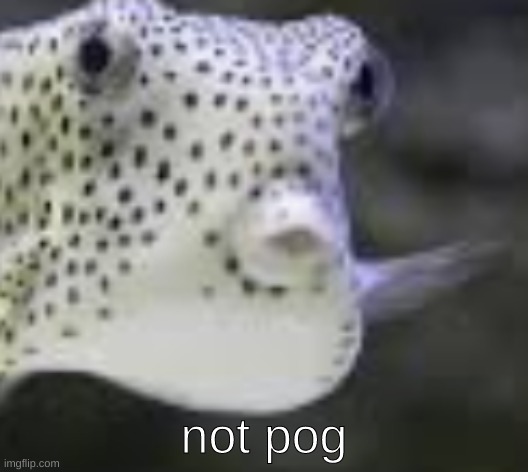 not pog :( | image tagged in not pog | made w/ Imgflip meme maker